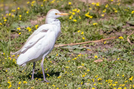 A cattle egret (Bubulcus ibis), a cosmopolitan species of heron (family Ardeidae) found in the tropics, subtropics, and warm-temperate zonesの写真素材