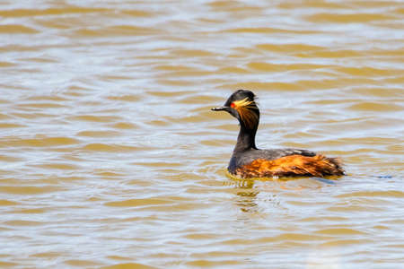 black-necked grebe or eared grebe (Podiceps nigricollis)の写真素材