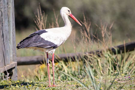 White stork, Ciconia ciconia, in the forestの写真素材