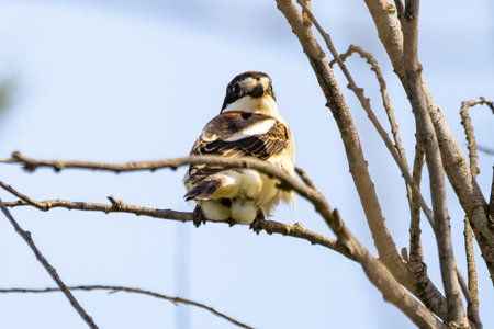 Woodchat shrike (Lanius senator) perched in a tree branchの写真素材