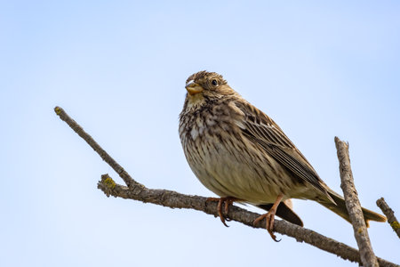 Corn bunting (Miliaria calandra) Perched on a branch in Parque Nacional de DoÃ±ana (Donana...