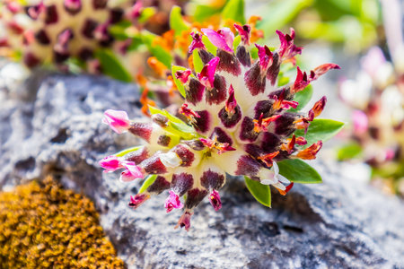 Anthyllis vulneraria, the common kidney vetch, kidney vetch or woundwort is a medicinal plant native to Europe. The name vulneraria means "wound healer". Anthyllis montana, the mountain kidney vetchの写真素材