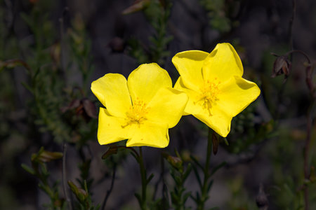 Yellow flowers of Fumana (needle sunrose). It is a small genus of flowering plants in the family Cistaceae. Fumana ericoides (Cav.) Gandg., Fumana procumbens or ericifoliaの写真素材