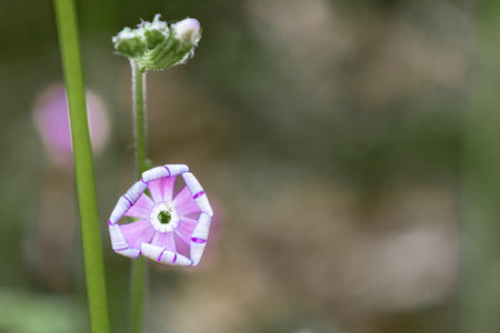 Silene mariana Pau is a small plant phanerogam species of the genus Silene, family Caryophyllaceae. Endemic to the south of the Iberian Peninsula, generally at altitudes between 20 to 800 m.の写真素材