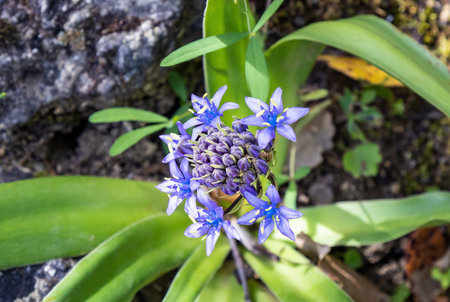 Blue - violet flowers of Oncostema Peruviana, Peruvian jacinth, Scilla peruviana, the Portuguese...