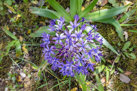 Blue - violet flowers of Oncostema Peruviana, Peruvian jacinth, Scilla peruviana, the Portuguese squill, is a species of Scilla native to the western Mediterranean region in Iberia, Oncostema Elongataの写真素材