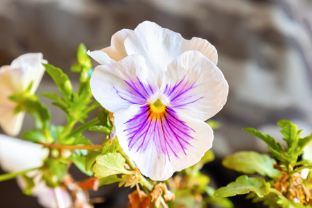 Garden pansy (Viola Ã wittrockiana). A large-flowered hybrid plant cultivated as a garden flower. It is derived by hybridization of several species of Melanium "the pansies" of the genus Violaの写真素材