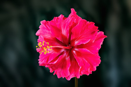 Hibiscus rosa-sinensis, known colloquially as Chinese hibiscus, China rose, Hawaiian hibiscus, rose mallow and shoeblack plant, is a species of tropical hibiscus, a flowering plant of Hibisceaeの写真素材