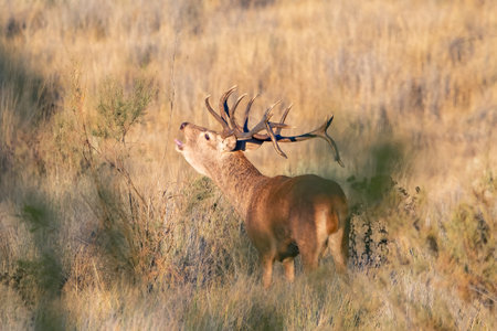 Wild red male deer bellowing in rutting season. The rut, annual period of sexual activity in deer, during which the males fight each other for access to the females is the mating seasonの写真素材