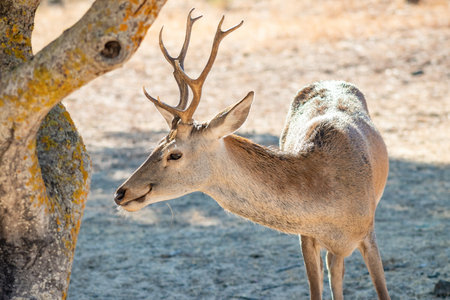 Detail of head of a young male deer (Cervus elaphus)の写真素材