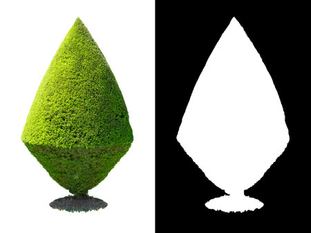 A beautiful green cone-shaped hedgeの写真素材