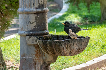 Male blackbird (Turdus merula) bathing and drinking in a public fountainの写真素材