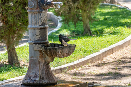 Male blackbird (Turdus merula) bathing and drinking in a public fountainの写真素材