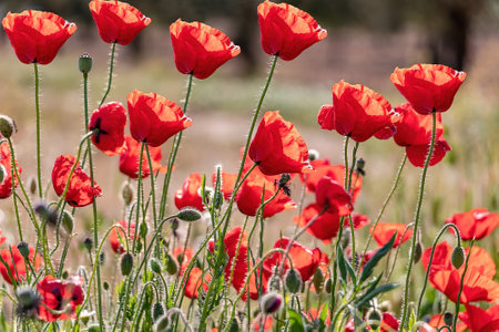 Common poppies (Papaver rhoeas) also known as corn rose and field poppyの写真素材