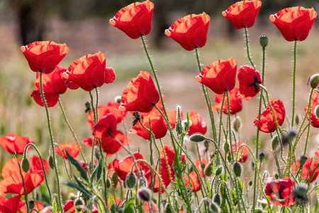 Common poppies (Papaver rhoeas) also known as corn rose and field poppyの写真素材