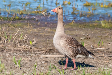 Mother greylag goose or greylag goose (Anser anser) in the wet grasslandの写真素材