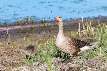 Mother greylag goose or greylag goose (Anser anser) with chicks walking around in the wet grasslandの写真素材