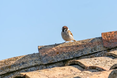 Male Eurasian tree sparrow (Passer montanus) in the roof of a rustic house, is a passerine bird in the sparrow family with a rich chestnut crown and nape, and a black patch on each pure white cheek.の写真素材