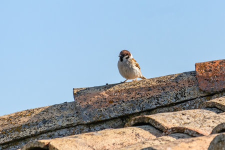 Male Eurasian tree sparrow (Passer montanus) in the roof of a rustic house, is a passerine bird in the sparrow family with a rich chestnut crown and nape, and a black patch on each pure white cheek.の写真素材
