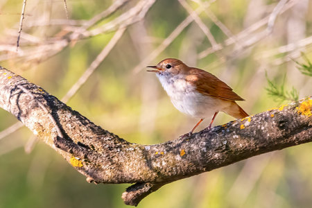 Common Nightingale (Luscinia megarhynchos), beautiful small orange songbirdの写真素材