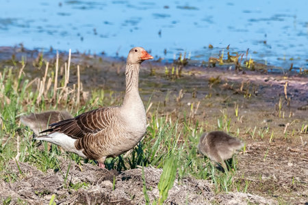 Mother greylag goose or greylag goose (Anser anser) in the wet grasslandの写真素材