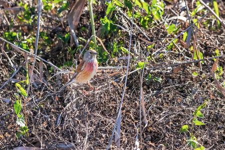 Eurasian Linnet or common linnet (Linaria cannabina) is a small passerine bird of the finch family, Fringillidae.の写真素材