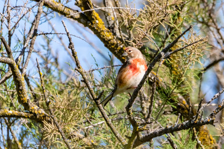 Eurasian Linnet or common linnet (Linaria cannabina) is a small passerine bird of the finch family, Fringillidae.の写真素材