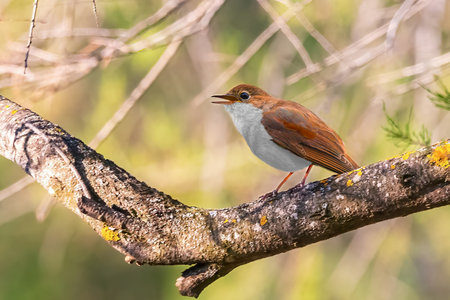 Common Nightingale (Luscinia megarhynchos), beautiful small orange songbirdの写真素材