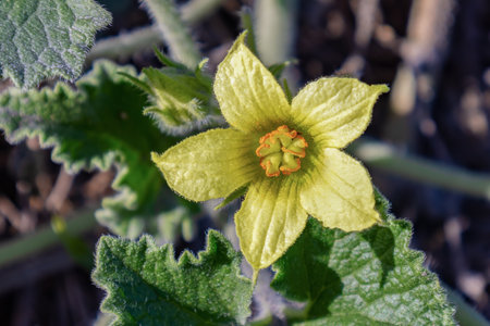 Flower of Ecballium elaterium, also called the squirting cucumber or exploding cucumber.の写真素材