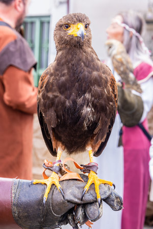 Detail of the head of a Harris's Hawk, Parabuteo unicinctus, formerly known as the bay-winged or dusky hawk, used for falconryの写真素材