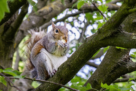 A Gray Squirrel (Sciurus carolinensis) eating an almond in the branch of a treeの写真素材