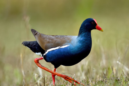 A common moorhen (Gallinula chloropus), also known as the waterhen or swamp chicken, walking through a meadowの写真素材