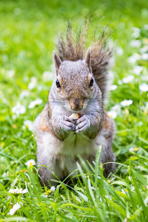 A Gray Squirrel (Sciurus carolinensis) eating an almond and looking at the cameraの写真素材