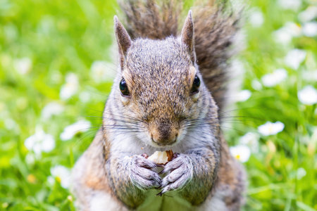 A Gray Squirrel (Sciurus carolinensis) eating an almond and looking at the cameraの写真素材