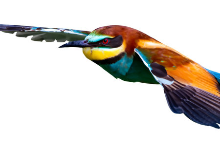 European bee-eater, Merops apiaster, in flightの写真素材