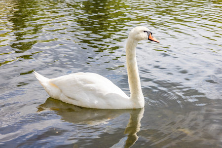 A Mute swan (Cygnus olor) swimming in a pondの写真素材