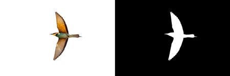 A European Bee-eater (Merops apiaster) in flight isolated on white background with clipping mask and pathの写真素材