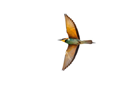 A European Bee-eater (Merops apiaster) in flight isolated on white backgroundの写真素材