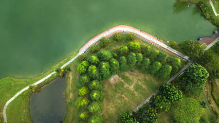 Aerial view of a tree formation by a lake in a neighborhood park