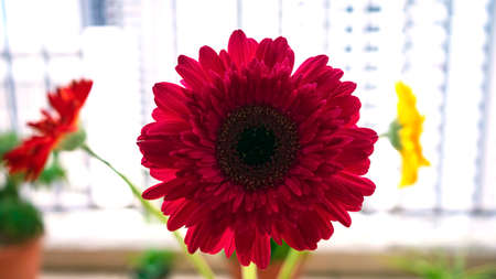 Red Gerbera Daisy In A Dreamy White Settingの写真素材
