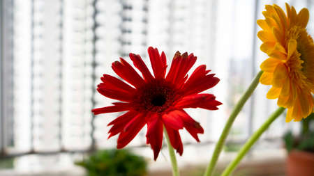 Red Gerbera Daisies In A Dreamy White Settingの写真素材