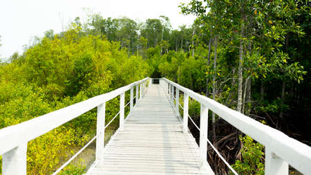 Boardwalk leading into the woodsの写真素材