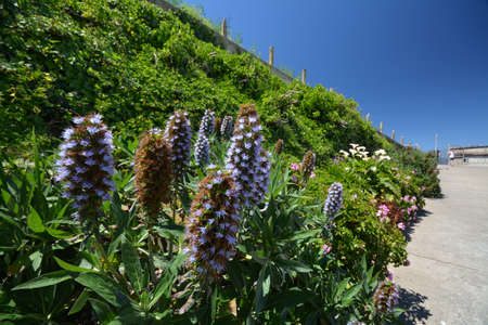 Impressions from the Island of Alcatraz in the Bay of San Francisco from May 1, 2017, California USAのeditorial素材