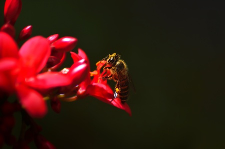 Bee bathed with pollenの写真素材