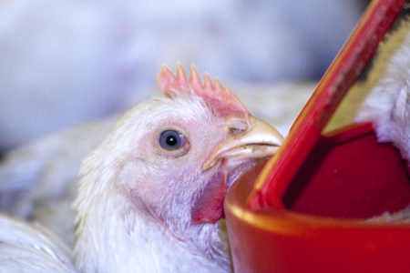 Itaiopolis, Santa Catarina, Brazil, September 25, 2009. Chicken Farm, Poultry in Santa Catarina state, Brazil,.の写真素材