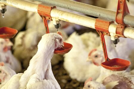 Itaiopolis, Santa Catarina, Brazil, September 25, 2009. Chicken Farm, Poultry in Santa Catarina...