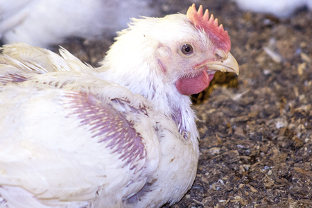 Itaiopolis, Santa Catarina, Brazil, September 25, 2009. Chicken Farm, Poultry in Santa Catarina state, Brazil,.のeditorial素材