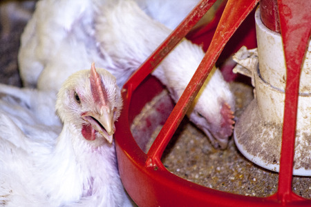 Chicken Farm, Poultry in Santa Catarina state, Brazil ,.