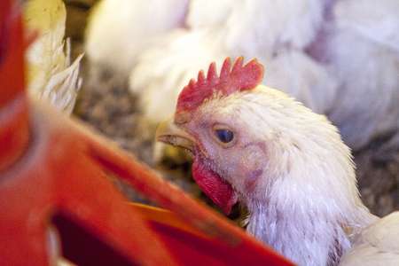 Chicken Farm, Poultry in Santa Catarina state, Brazil ,.の写真素材