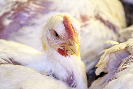 Chicken Farm, Poultry in Santa Catarina state, Brazil ,.の写真素材